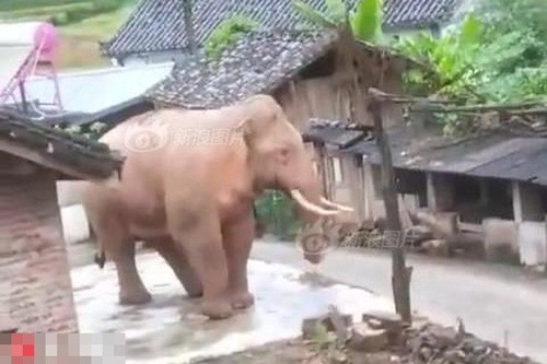 Voi khong lo ra uy, xong vao lang cua nguoi lam cuop-Hinh-2