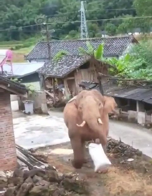 Voi khong lo ra uy, xong vao lang cua nguoi lam cuop-Hinh-3