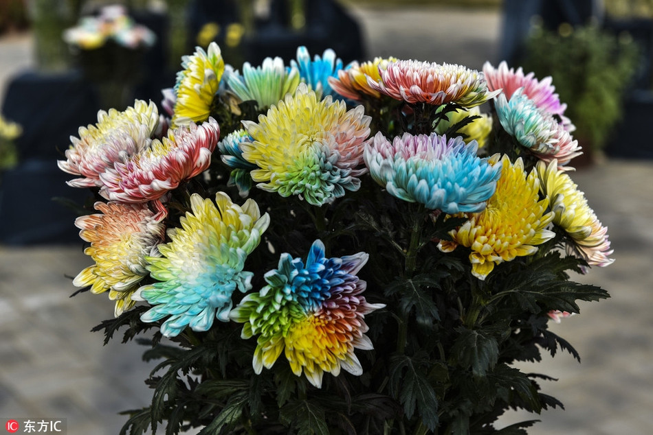 Loai hoa la khoe 7 sac cau vong cuc hiem xuat hien-Hinh-2