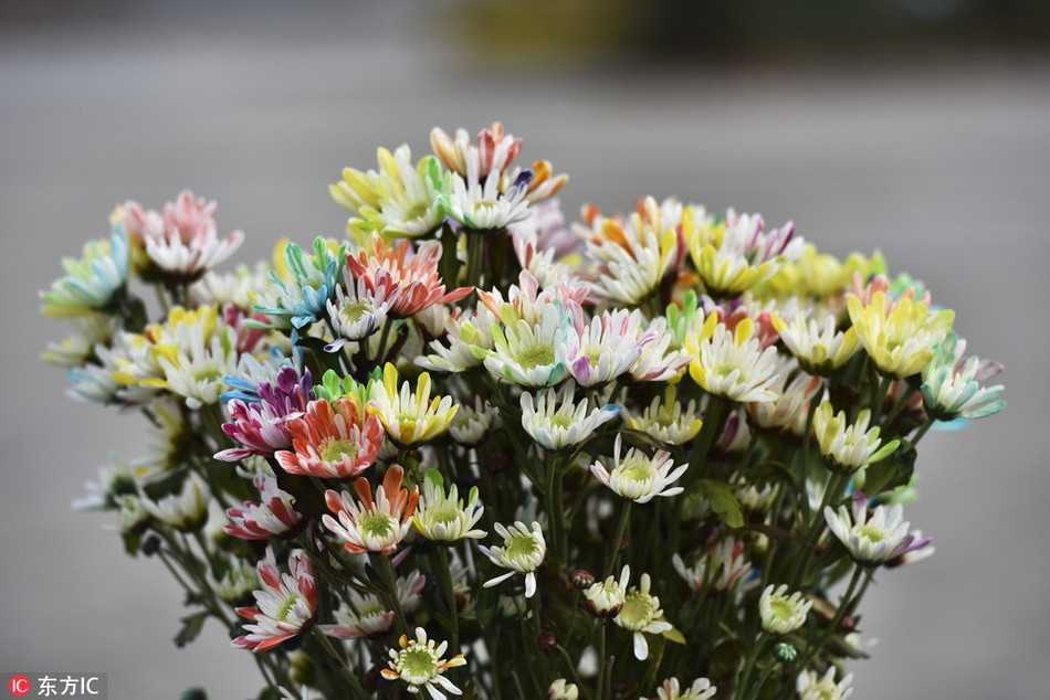 Loai hoa la khoe 7 sac cau vong cuc hiem xuat hien-Hinh-4