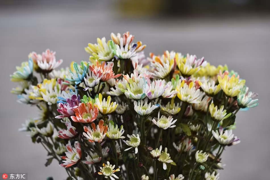 Loai hoa la khoe 7 sac cau vong cuc hiem xuat hien-Hinh-4