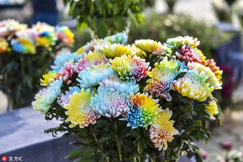 Loai hoa la khoe 7 sac cau vong cuc hiem xuat hien