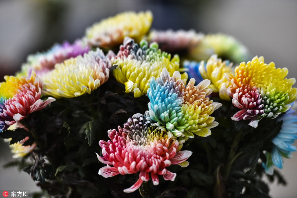 Loai hoa la khoe 7 sac cau vong cuc hiem xuat hien-Hinh-3