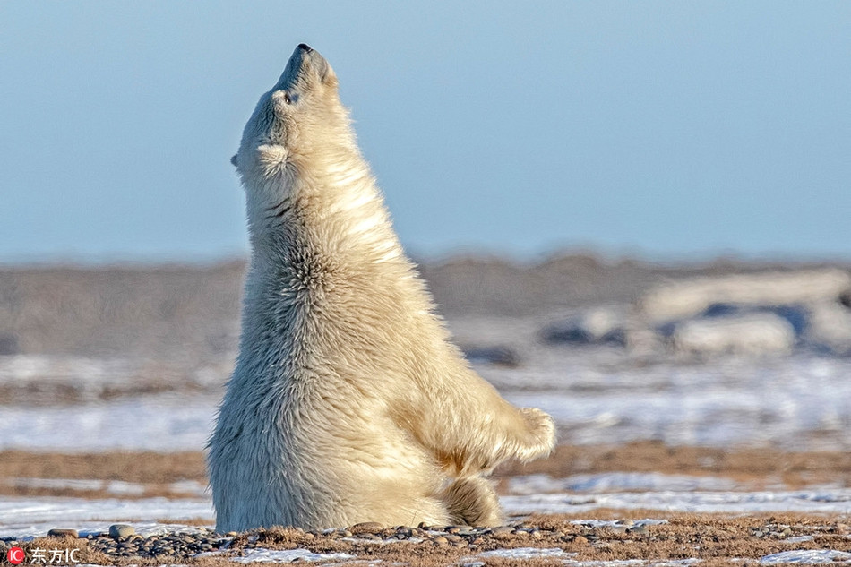 Anh soc: Gau Bac Cuc chap tay xin ong troi?-Hinh-2