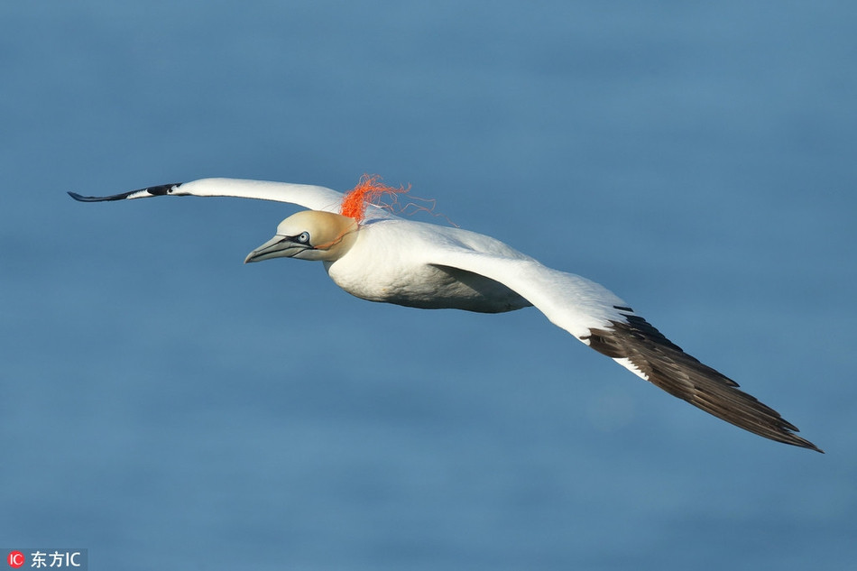 Luoi nhua thit co, hai cau bao dau don cau cuu-Hinh-3