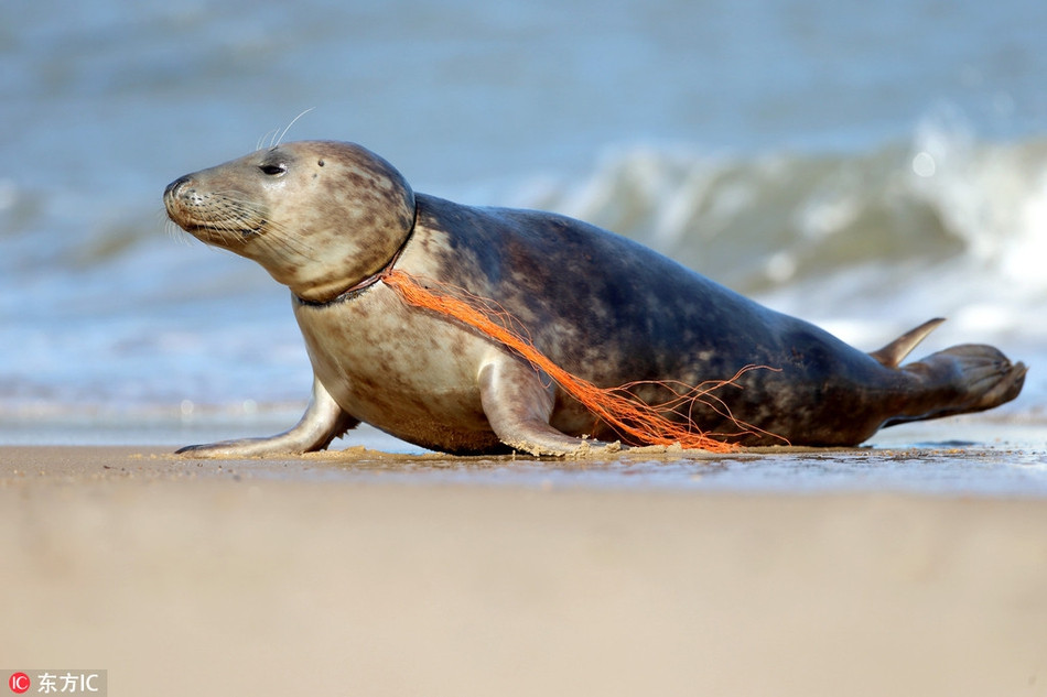 Luoi nhua thit co, hai cau bao dau don cau cuu-Hinh-4