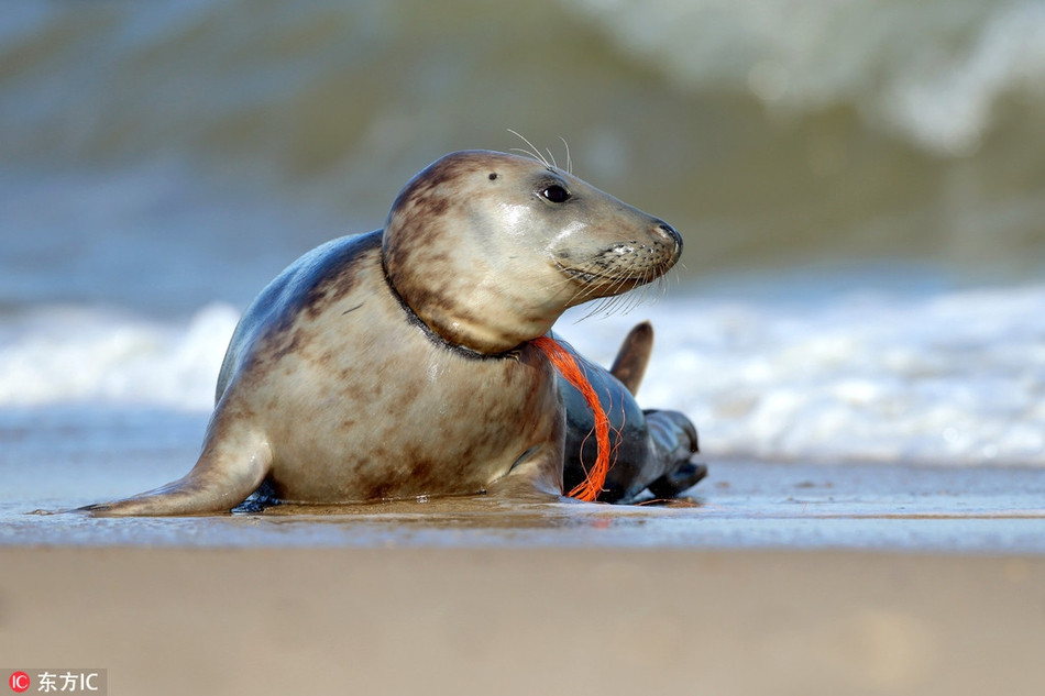 Luoi nhua thit co, hai cau bao dau don cau cuu-Hinh-2