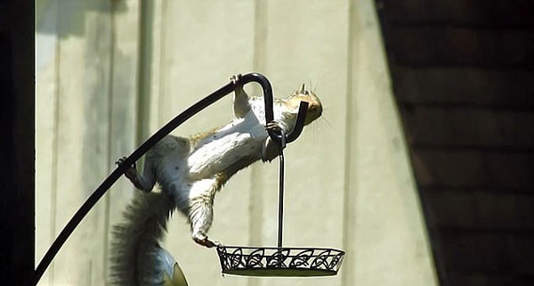 Soc ngoc nghech nhan qua dang khi dua doi lam dao tac-Hinh-3