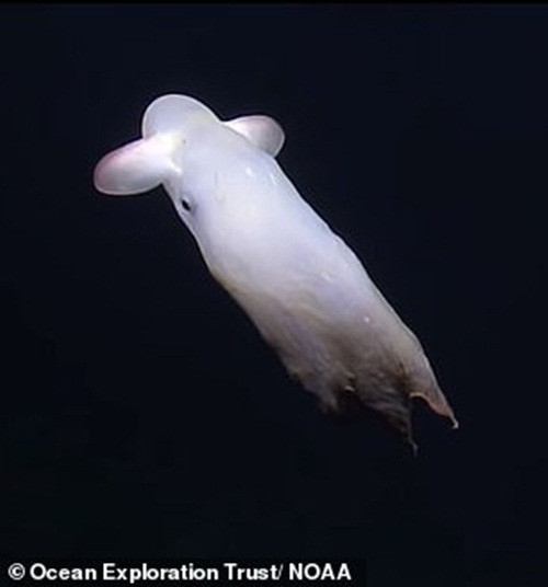 Cũng giống như những loài bạch tuộc khác, bạch tuộc Dumbo có khả năng thay đổi màu sắc. Tuy nhiên, chúng lại không có khả năng phóng mực đen để tự vệ như những loài bạch tuộc thông thường. Thay vào đó, chúng tự vệ bằng xúc tu có gai nhọn.