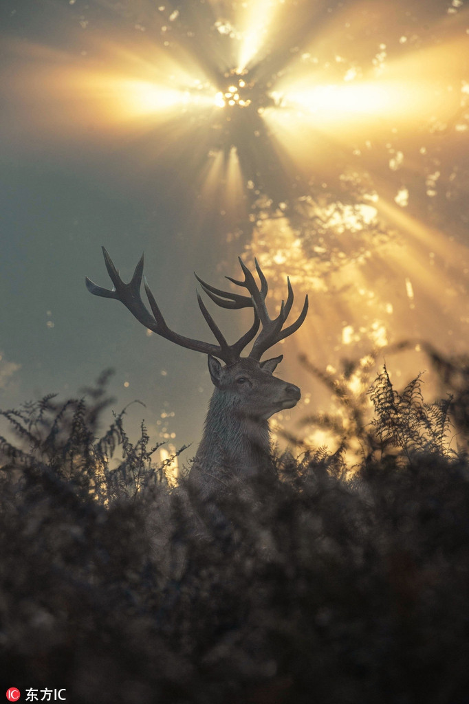 Ngoan muc canh huou xuat hien nhu mot vi than trong rung-Hinh-2