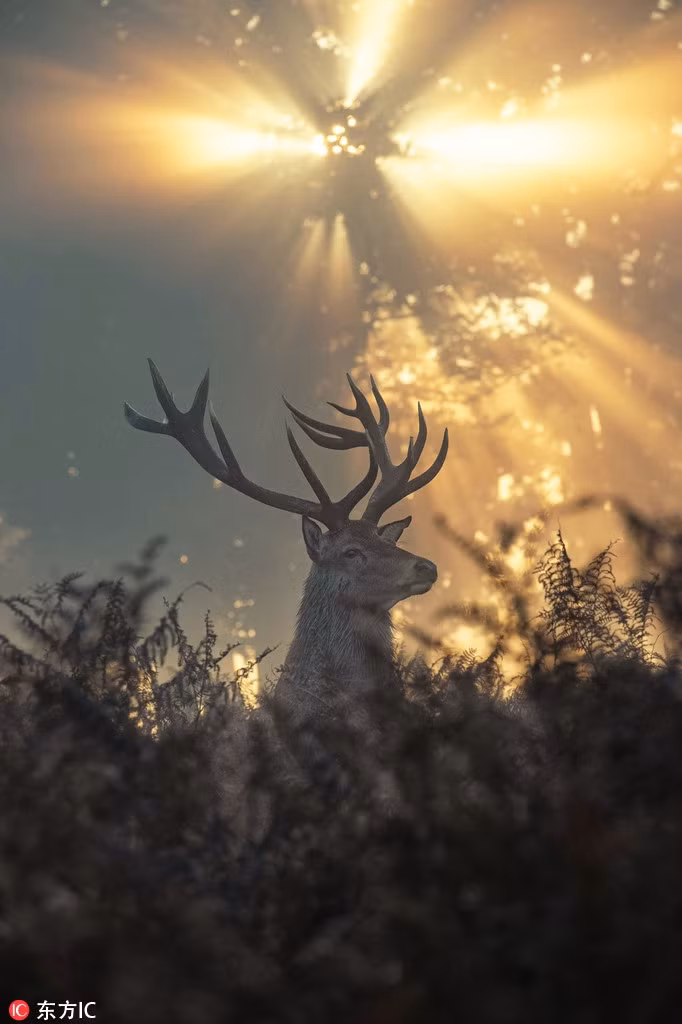 Ngoan muc canh huou xuat hien nhu mot vi than trong rung-Hinh-2