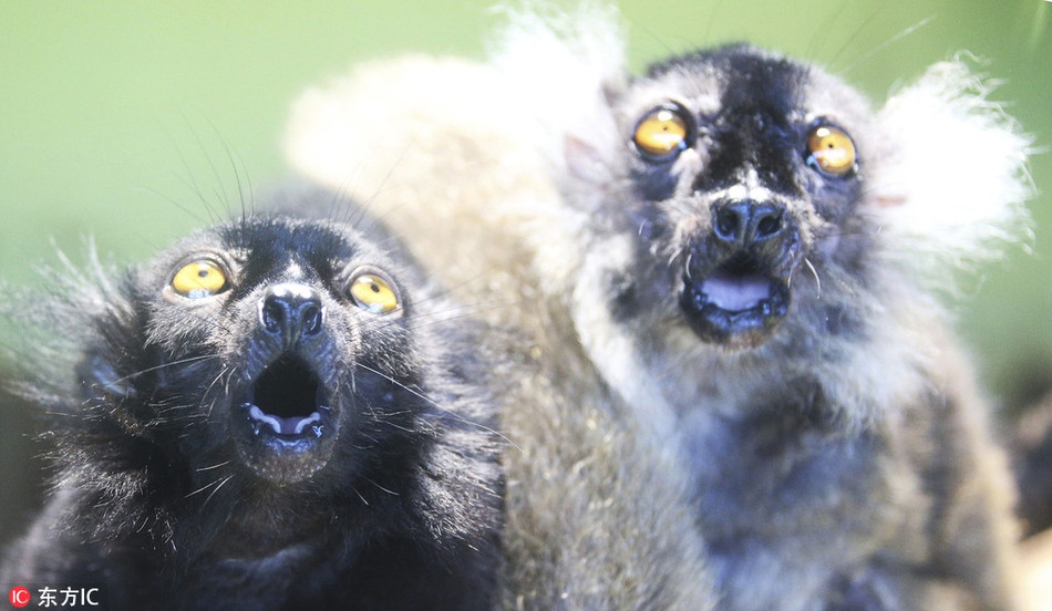 Đôi mắt của chúng mở to, khuôn mặt thảng thốt, chiếc mồm há ra giống hệt như biểu hiện của con người mỗi khi gặp phải chuyện không thể tin nổi.