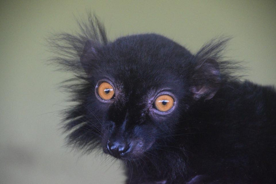 Được biết, trong trung tâm còn rất nhiều con vượn cáo và các loài linh trưởng khác.