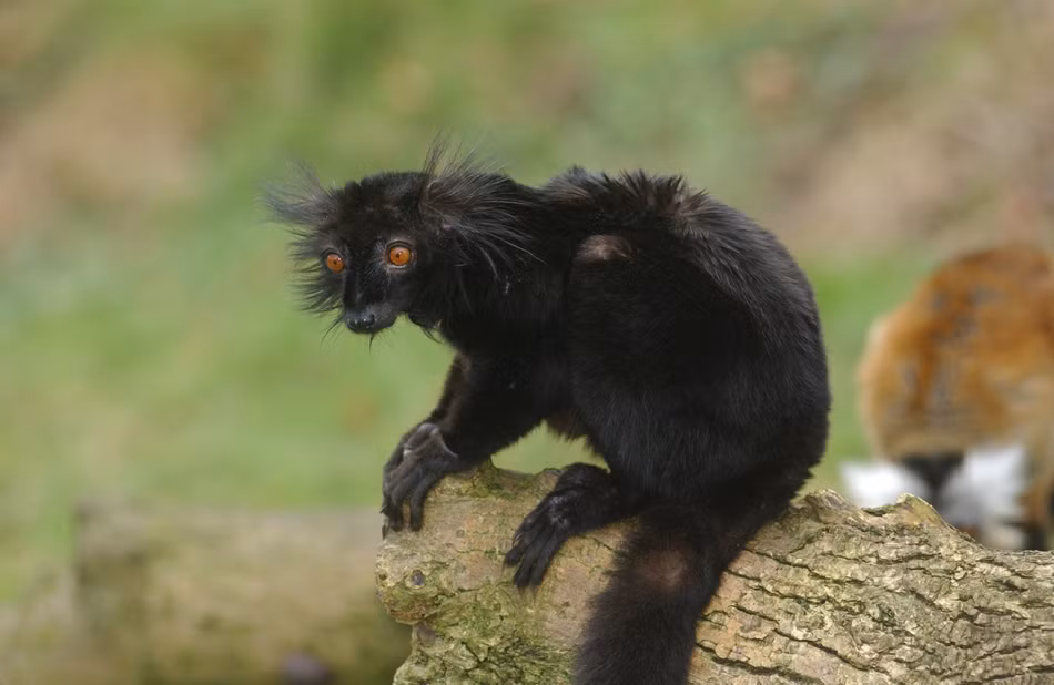 Khoảnh khắc hiếm hoi khi vượn cáo trầm tư, không còn bày ra bộ mặt ngạc nhiên tột độ của mình.