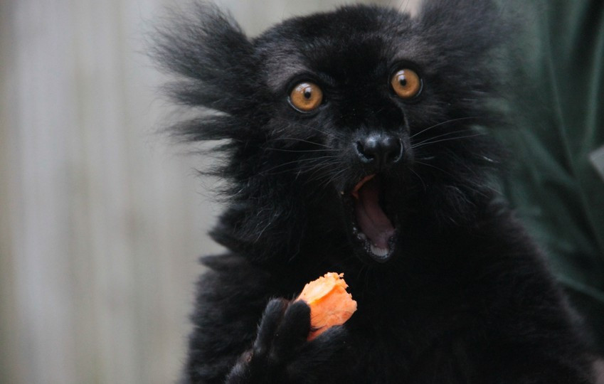 Thế nhưng hiếm có cá thể nào lại sở hữu biểu cảm ngạc nhiên chân thật và sống động như hai con vượn cáo nghịch ngợm Sun và Moon.