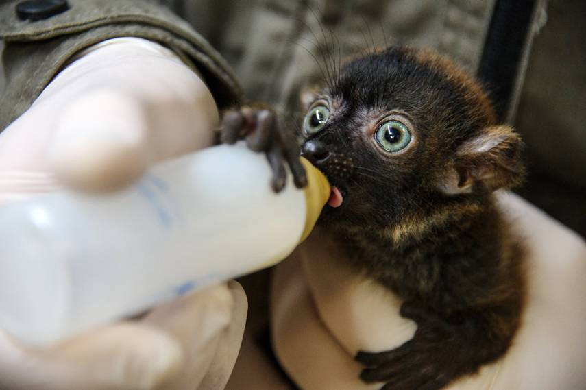 Trong ảnh là một ngôi sao động vật mới nổi khác của trung tâm. Con vượn cáo này gây chú ý bởi sự đặc biệt của mình, nó sở hữu đôi mắt màu xanh khác lạ.