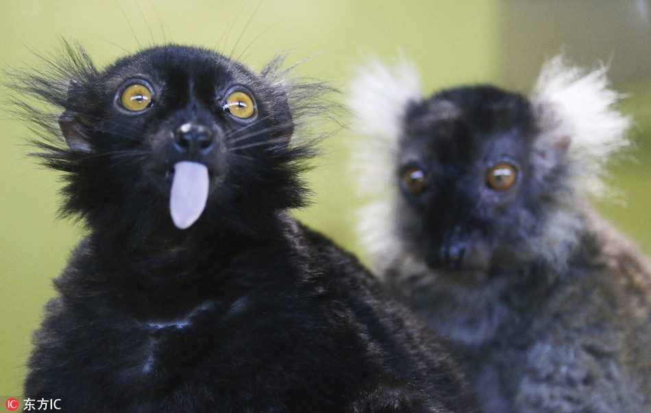 Khi gặp bất cứ hiện tượng gì, hai con vượn cáo nổi tiếng Sun và Moon đều tỏ ra ngạc nhiên, bất ngờ.