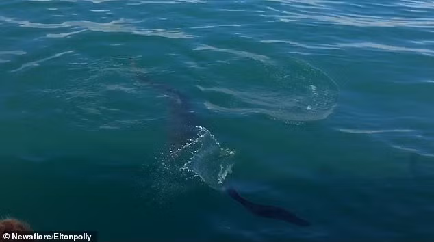 Hai cau thoat chet ngoan muc khoi ham ca map-Hinh-3