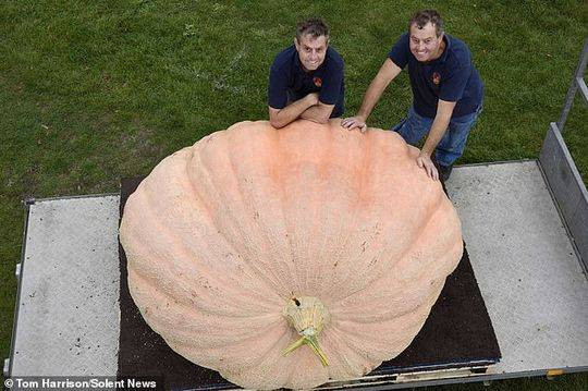 Đây là kết quả công sức và tâm huyết của anh em sinh đôi Ian và Stuart Paton, cặp sinh đôi nổi tiếng với kỹ năng trồng bí ngô khổng lồ ở nước Anh. Năm nào họ cũng cố gắng xô đổ kỷ lục của chính bản thân mình và người khác.