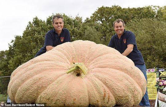 Theo thông tin đăng tải, trái bí ngô khổng lồ này đã phá mọi kỷ lục, được xác nhận là trái bí ngô lớn nhất trong lịch sử nước Anh và trở thành trái bí ngô lớn thứ hai trên thế giới.
