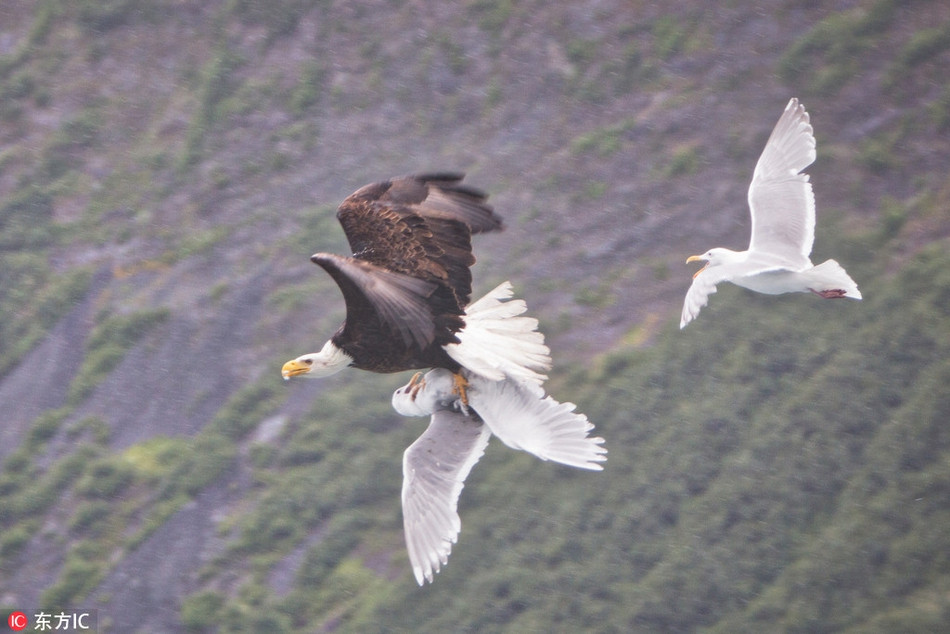 Kich tinh mong bien lieu mang cuu ban doi khoi dai bang-Hinh-4