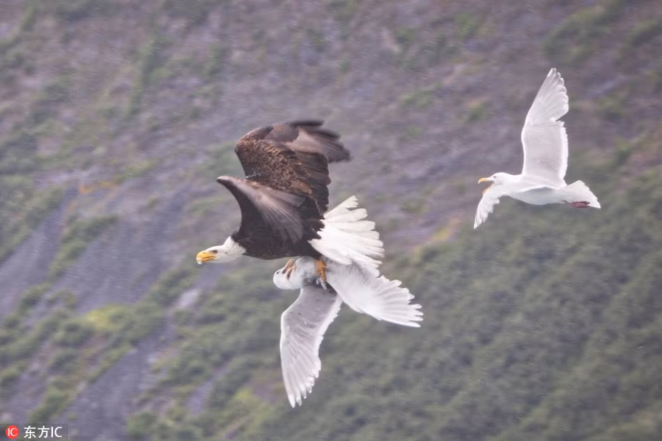 Kich tinh mong bien lieu mang cuu ban doi khoi dai bang-Hinh-4
