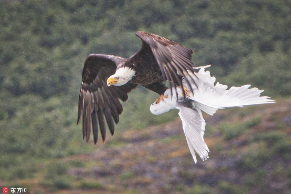 Kich tinh mong bien lieu mang cuu ban doi khoi dai bang-Hinh-2