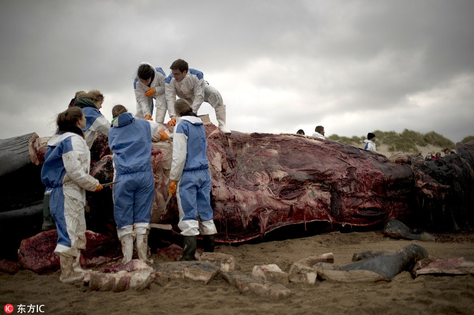 Chúng là loài cá voi và loài động vật còn tồn tại lớn thứ hai sau cá voi xanh, có thể dài từ 18-22m và nặng từ 40-60 tấn.