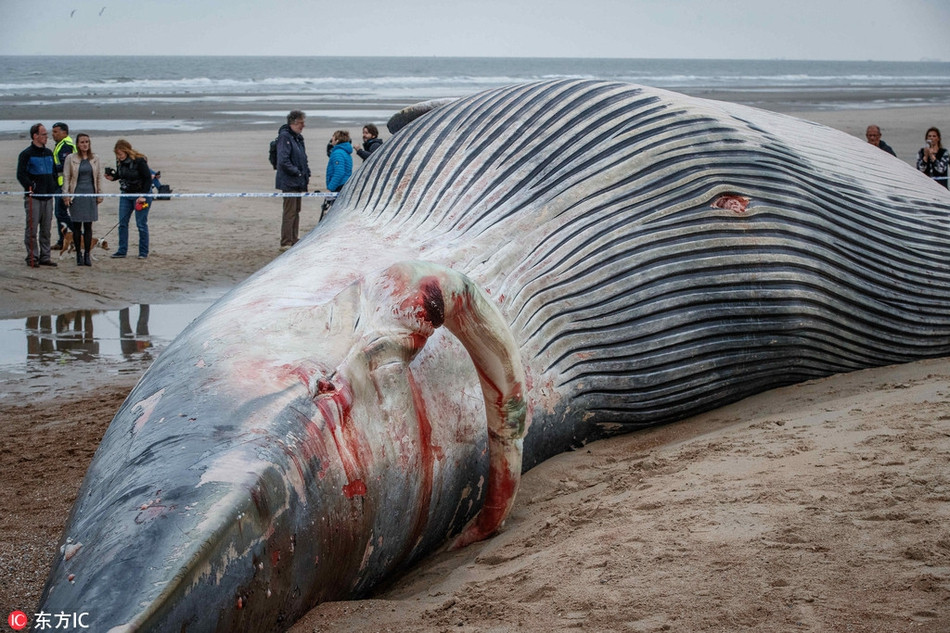 Hiện sau khi tiến hành mổ phanh xác cá voi khổng lồ dạt bờ, các nhà khoa học đã lấy được đầy đủ các mẫu vật cần thiết để xét nghiệm và sẽ sớm có câu trả lời sớm nhất.