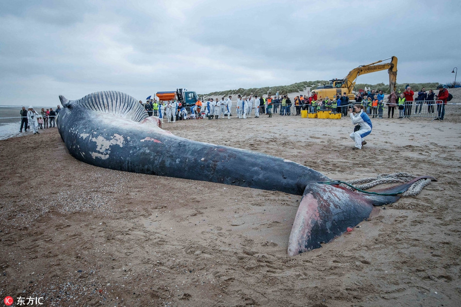 Mới đây, xác một con cá voi khổng lồ đã dạt vào bờ biển thuộc thành phố De Haan, tỉnh West Flanders, Bỉ, khiến nhiều người sửng sốt, giới chuyên gia và các nhà khoa học cũng nhanh chóng nhập cuộc.