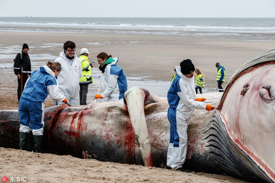 Những phần thịt và xương của cá voi khổng lồ còn thừa lại không được bảo tồn, chúng được đem đi tiêu hủy, xử lý sạch sẽ để đảm bảo không gây ô nhiễm môi trường, không làm phát sinh, lây lan bệnh dịch.