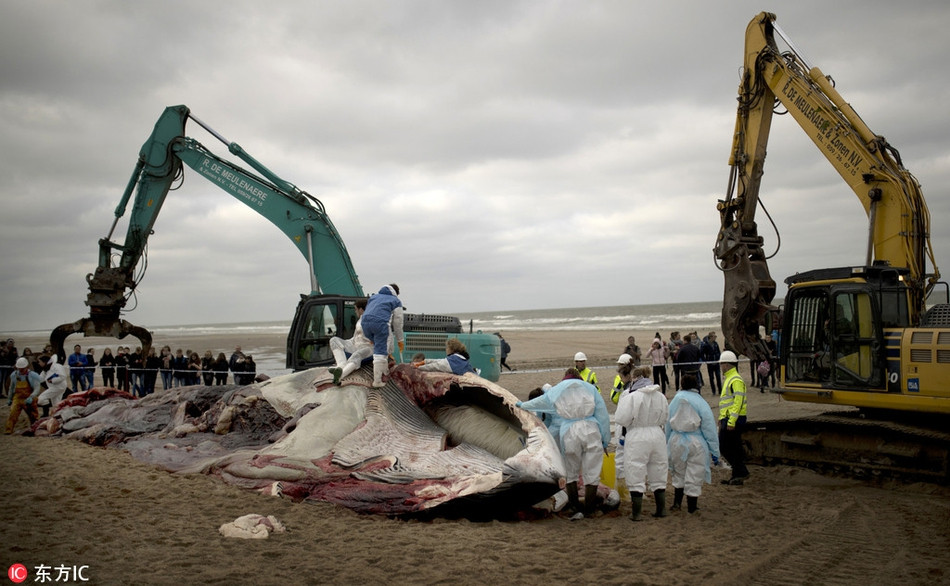 Theo tìm hiểu, cá voi lưng xám có tên khoa học là Balaenoptera physalus, là một loài động vật có vú sống ở biển thuộc phân bộ cá voi tấm sừng hàm.
