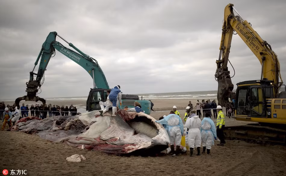 Theo tìm hiểu, cá voi lưng xám có tên khoa học là Balaenoptera physalus, là một loài động vật có vú sống ở biển thuộc phân bộ cá voi tấm sừng hàm.