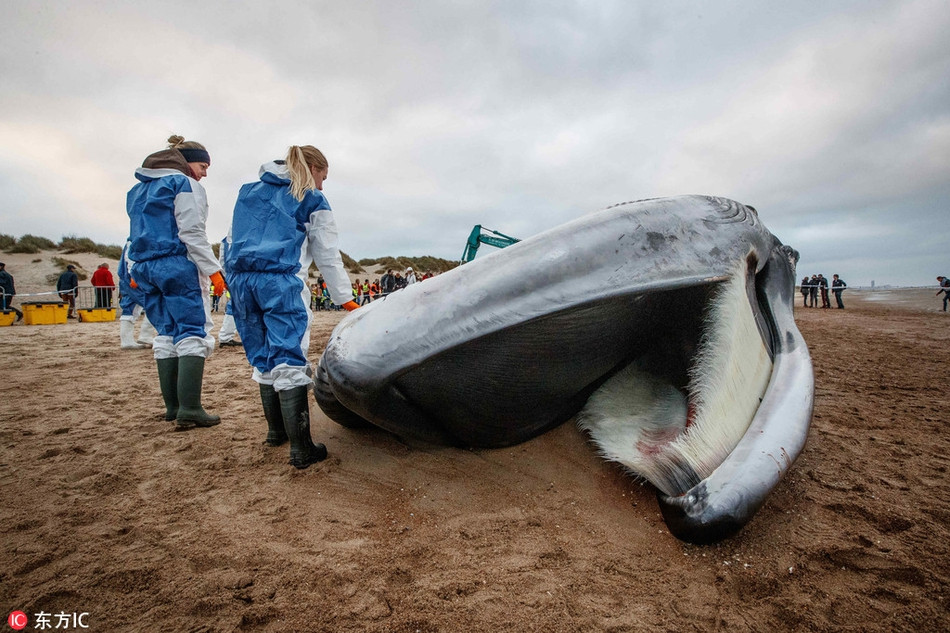 Theo thông tin đăng tải, con cá voi lưng xám chết thảm dài tới 18m, nặng khoảng 35 tấn và chưa rõ nguyên nhân dẫn đến cái chết.