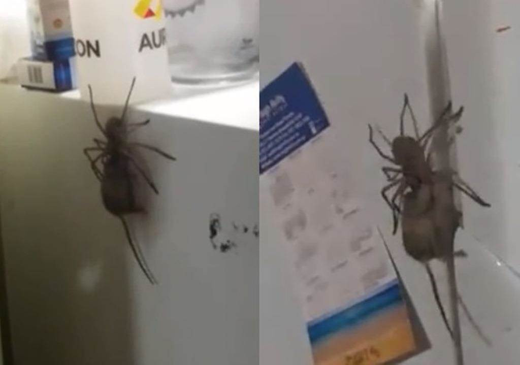 Ngo tu lanh, kinh hoang thay nhen khong lo san giet chuot