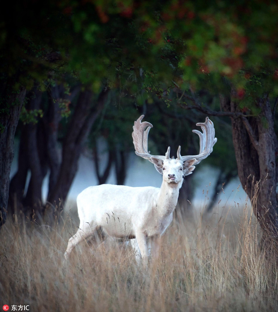 Xuat hien nai trang than thoai vo cung quy hiem-Hinh-4
