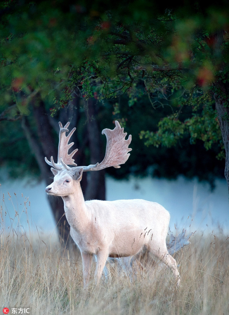 Xuat hien nai trang than thoai vo cung quy hiem-Hinh-3