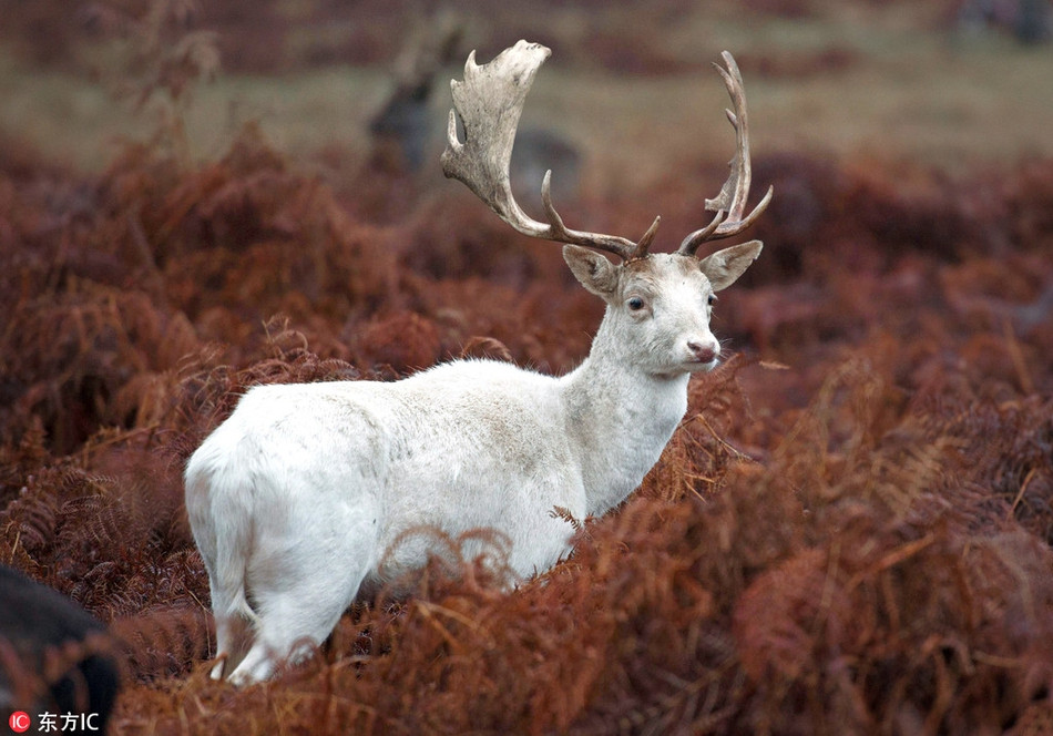 Xuat hien nai trang than thoai vo cung quy hiem-Hinh-2