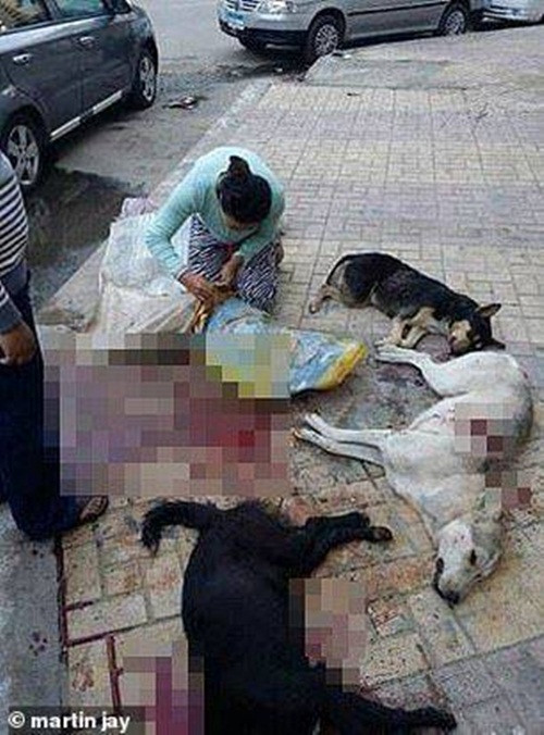 Cho lang thang bi dau doc, ban giet vo toi va gay rung minh-Hinh-3