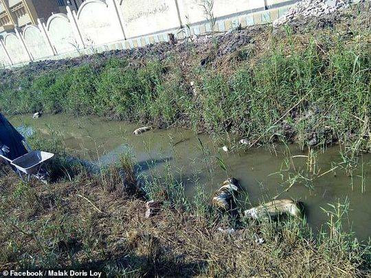 Cho lang thang bi dau doc, ban giet vo toi va gay rung minh-Hinh-4