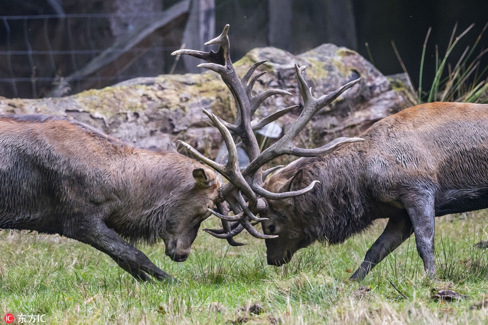 Huou duc dien cuong huc thung mat dong loai-Hinh-4