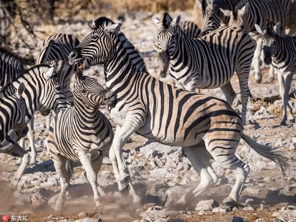 Ngua van duc quyet chien du doi gianh tinh yeu va ket-Hinh-5