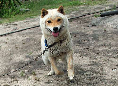 Theo tìm hiểu, San’in Shiba là một trong ba loại chó Shiba Inu, có kích thước cơ thể lớn hơn so với hầu hết các giống Shiba hiện nay, chân của chúng cũng dài hơn. Bởi nơi xuất xứ là Tottori và Shimane nên có cái tên San'in. Đáng tiếc, trong chiến tranh Thái Bình Dương, giống chó San’in Shiba bị đẩy đến bờ vực tuyệt chủng.