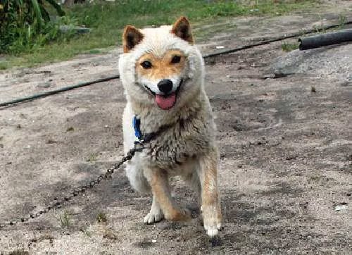 Theo tìm hiểu, San’in Shiba là một trong ba loại chó Shiba Inu, có kích thước cơ thể lớn hơn so với hầu hết các giống Shiba hiện nay, chân của chúng cũng dài hơn. Bởi nơi xuất xứ là Tottori và Shimane nên có cái tên San'in. Đáng tiếc, trong chiến tranh Thái Bình Dương, giống chó San’in Shiba bị đẩy đến bờ vực tuyệt chủng.