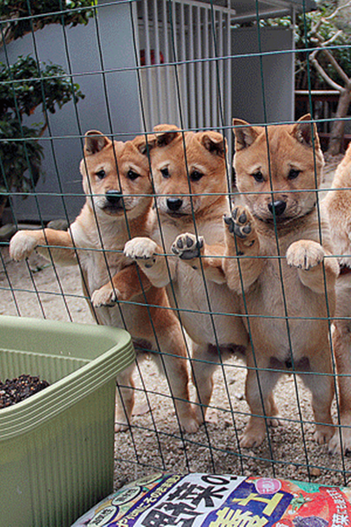 Nhưng bạn có biết rằng Shiba Inu có khả năng "hóa thành cừu" vào mùa đông? Điều đó là có thật, tuy nhiên chỉ xảy ra ở giống chó Shiba Inu hiếm có tên là San’in Shiba đến từ Tottori và Shimane.