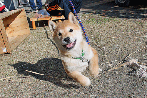 Như bao con chó khác thuộc họ Shiba Inu, những con chó San’in Shiba cũng vô cùng dễ thương, hay cười và vui vẻ năng động.