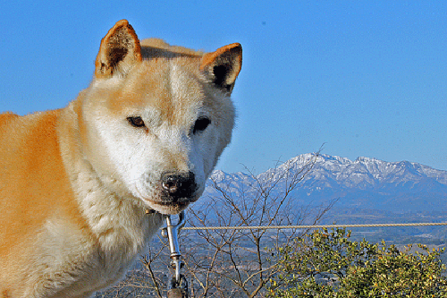 Tuy nhiên, chúng cũng có lúc tỏ ra cực ngầu khi cần thiết.