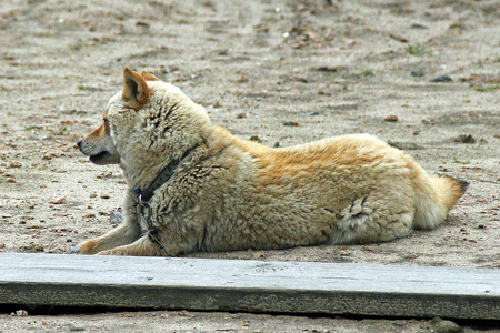 Lông của những con chó San’in Shiba dài ra trông thấy khắp cơ thể. Tuy nhiên riêng vùng tai và mặt, lông không hề dài ra.