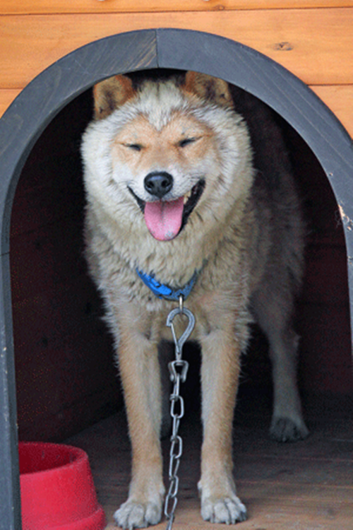 Mặc dù mọi người đã cố gắng hết sức để bảo tồn giống chó Shiba Inu hiếm có này, thực sự vẫn rất khó để tăng số lượng loài vì giống chó này sinh đẻ ít, mỗi lứa chỉ để được hai đến 3 con chó con.