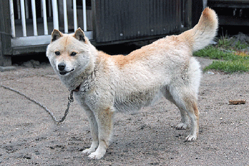 San’in Shiba nổi tiếng với bộ lông thay đổi cả diện mạo của nó. Vào mùa hè, chó San’in Shiba nhìn giống như nhiều con chó Shiba Inu giống khác, thế nhưng vào mùa đông, nó gần như sẽ hóa thân thành một con cừu.